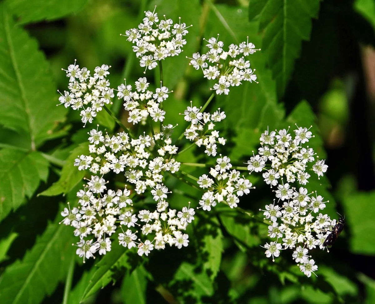 Water hemlock