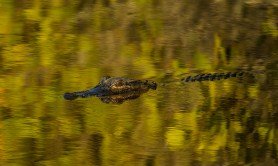 alligator-loose-in-New-Jersey