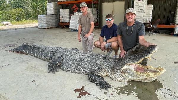 biggest alligator mississippi