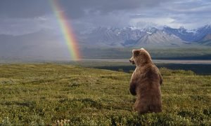 bear-myths-you-need-to-stop-believing