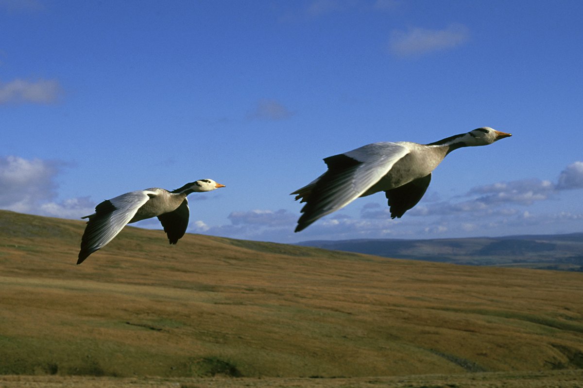 bird-species-with-long-migration