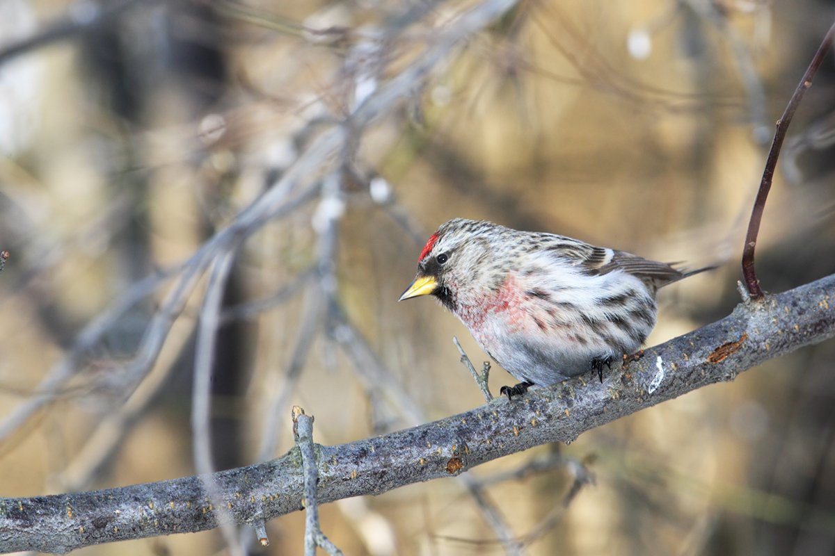 bird-species-with-long-migration