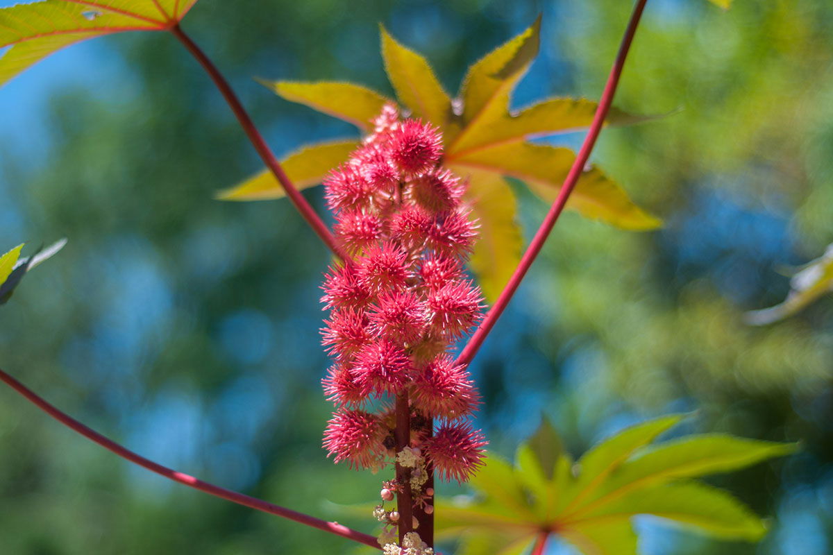 dangerous-plants-that-grow-in-north-america