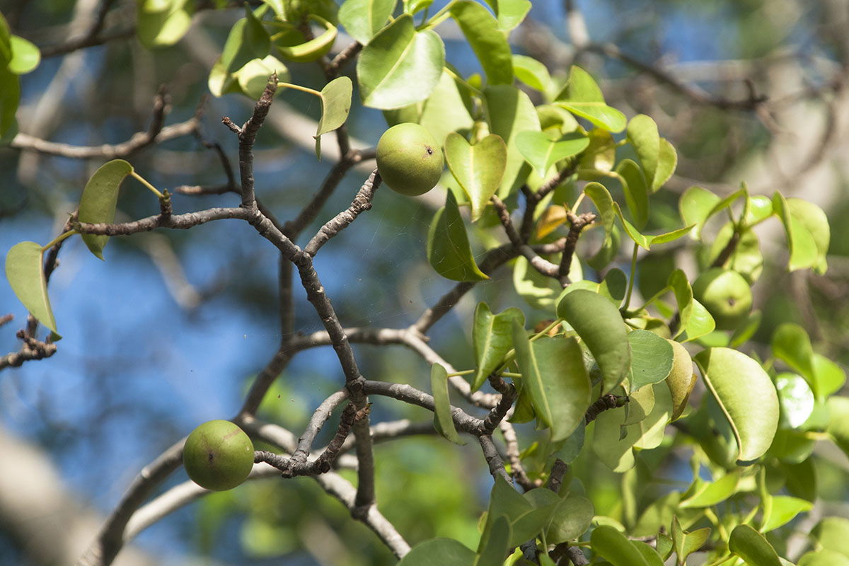 dangerous-plants-that-grow-in-north-america