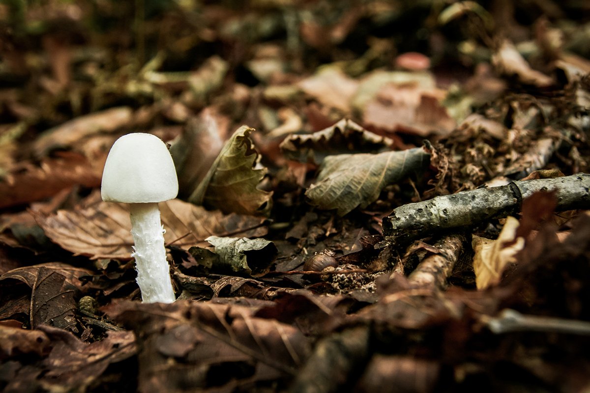 deadly-mushrooms-to-avoid