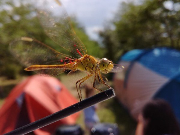 Dragonfly at a campsite.