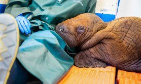 dream-job-alert-baby-walrus-cuddler