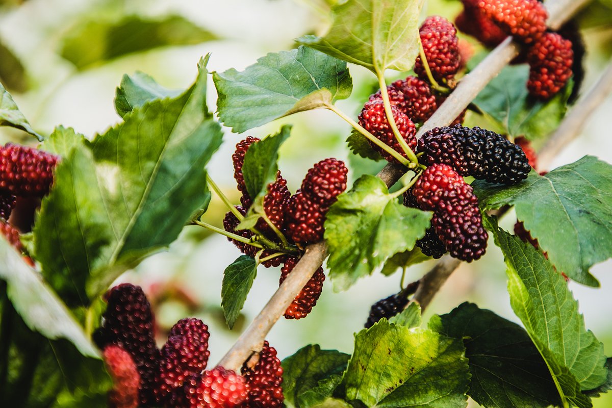 easiest-berries-to-forage