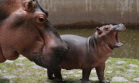 fritz-the-hippo-shows-off-new-tricks