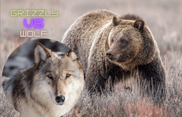 wolf and grizzly bear