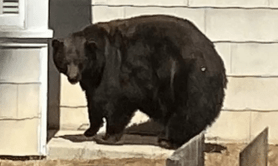 hank-the-tank-500-pound-bear-captured
