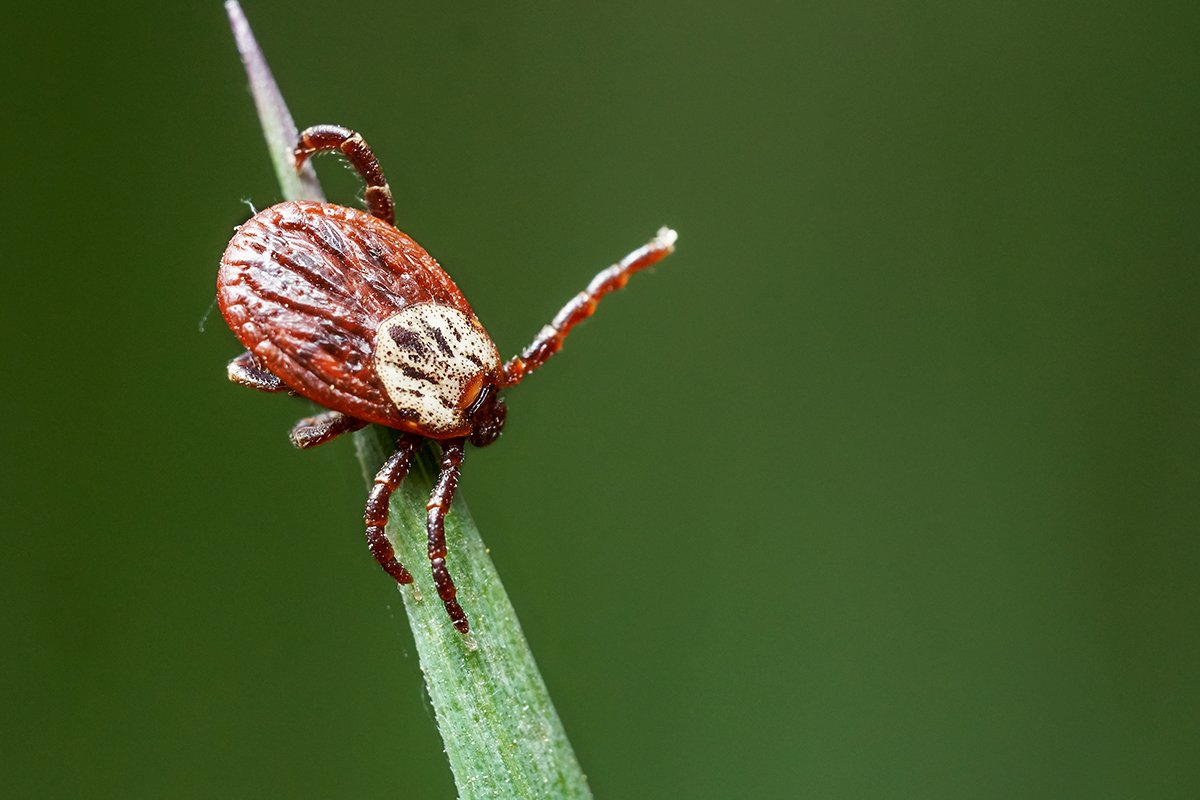 how-to-protect-yourself-against-lyme-disease