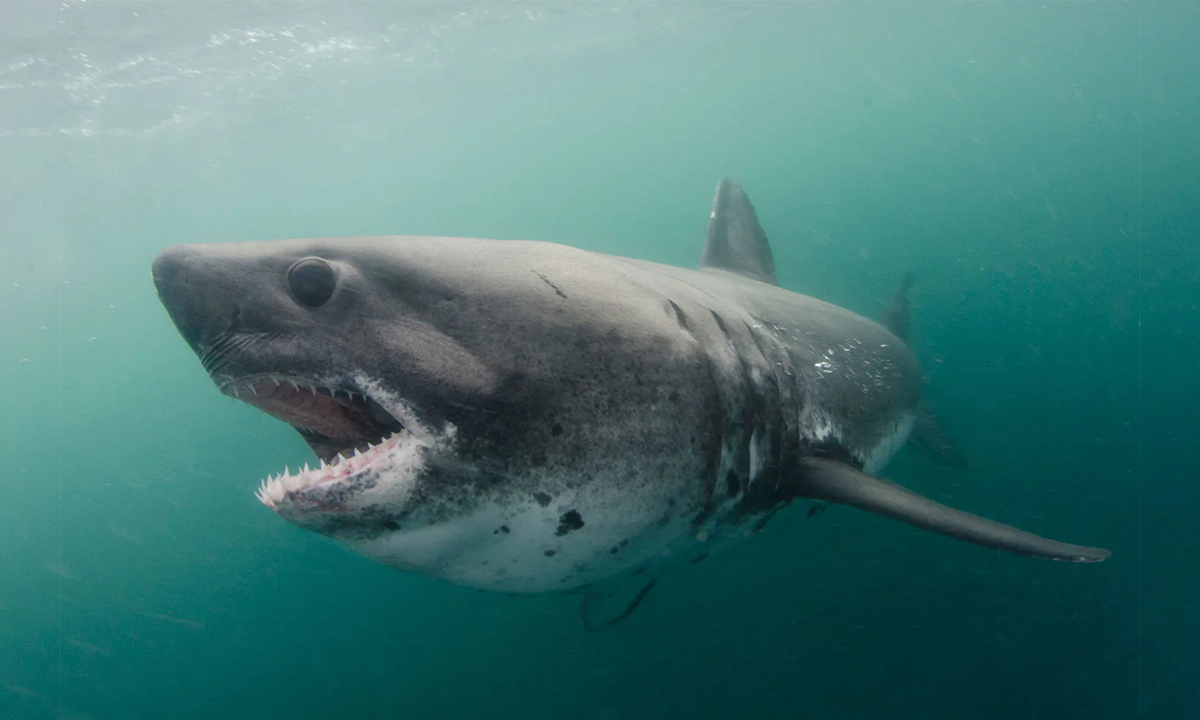 Mysterious shark washes up on Salmon River beach near Riggins, Local