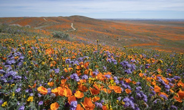 infographic-guide-to-best-national-parks-for-wildflowers