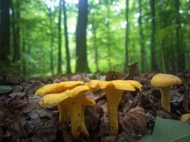 Photo of chanterelles in a forest in the Pacific Northwest.