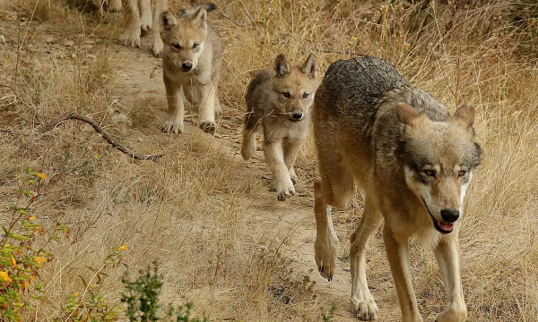 new-gray-wolf-pack-discovered-in-southern-california