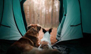outdoor-gear-your-dog-will-love