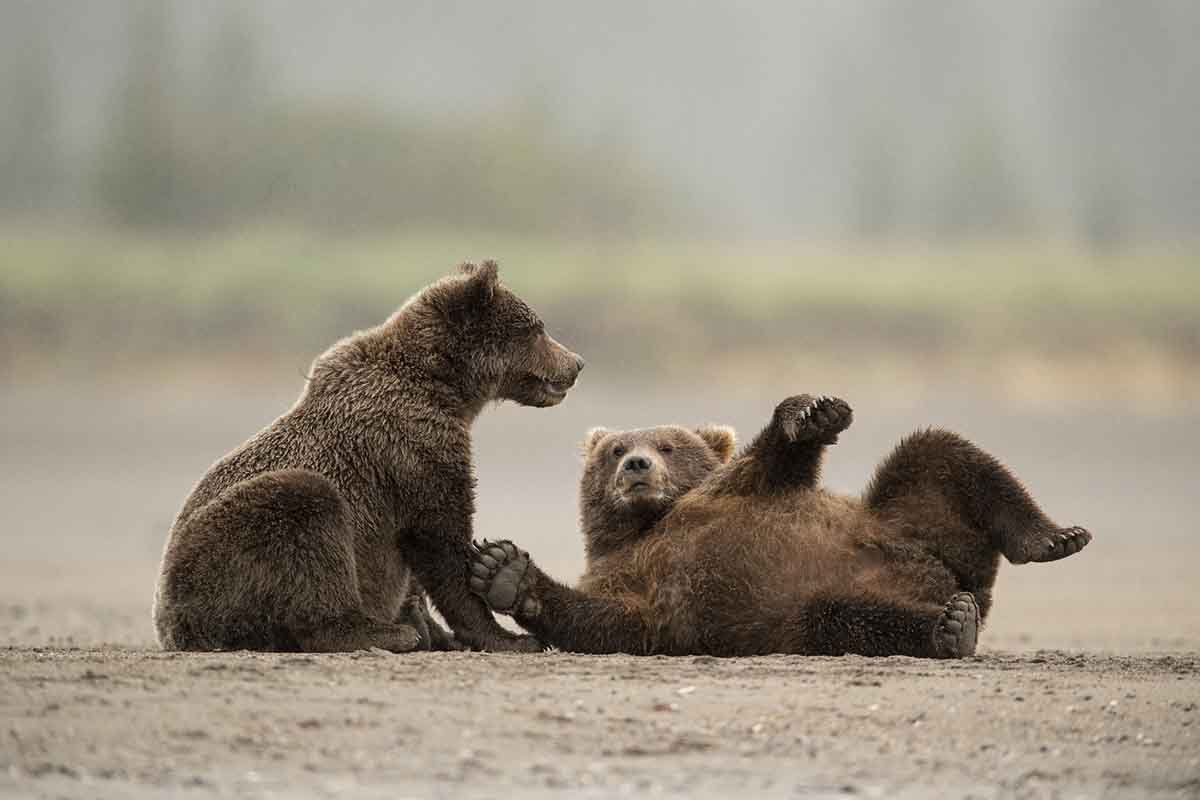 things-you-didnt-know-about-grizzlies