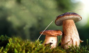 https://outdoors.com/mushrooms-are-talking/