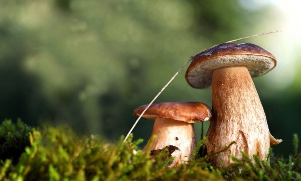 https://outdoors-com-develop.go-vip.net/mushrooms-are-talking/