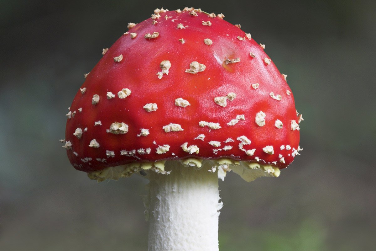 https://outdoors.com/mushrooms-are-talking/