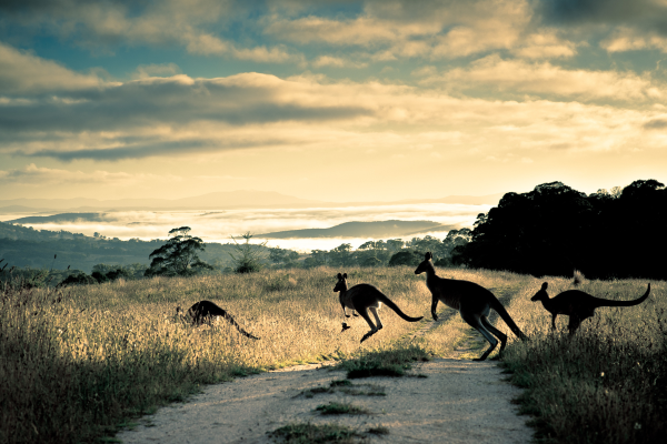 Seeing animals on a trail run in Australia.