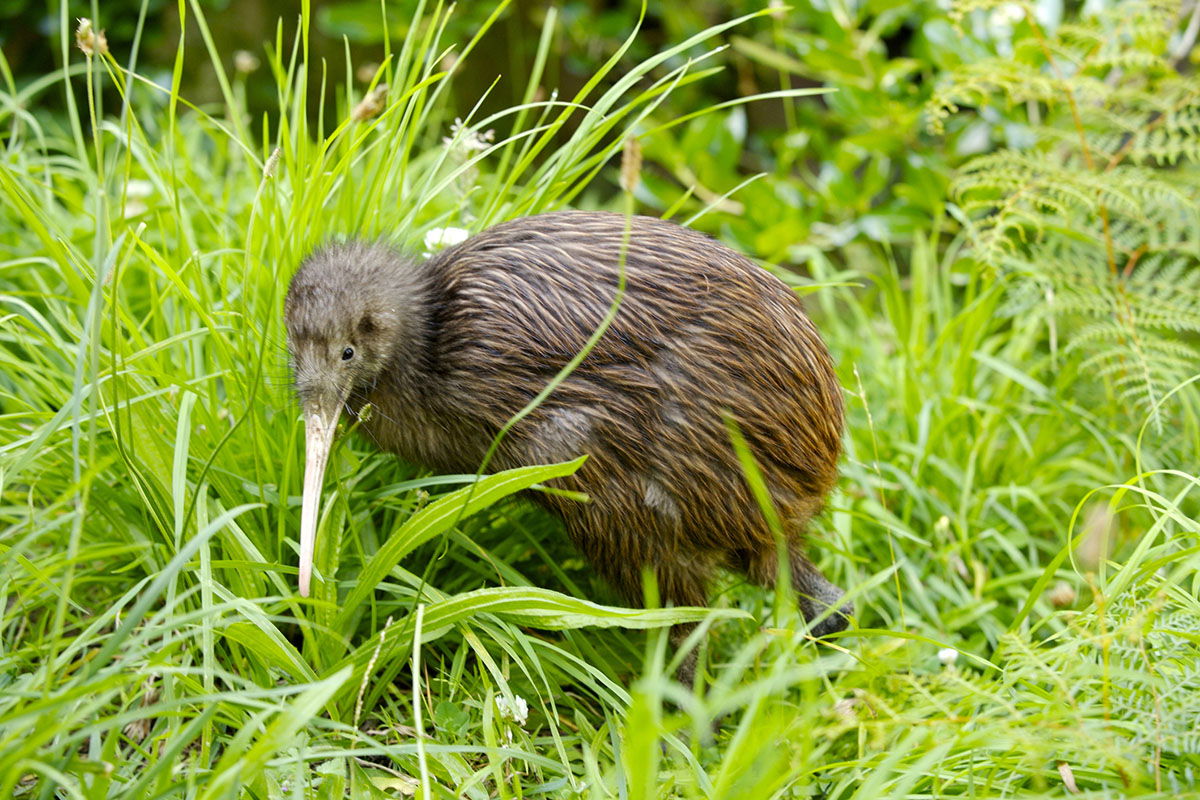 uniqe-animals-of-new-zealand