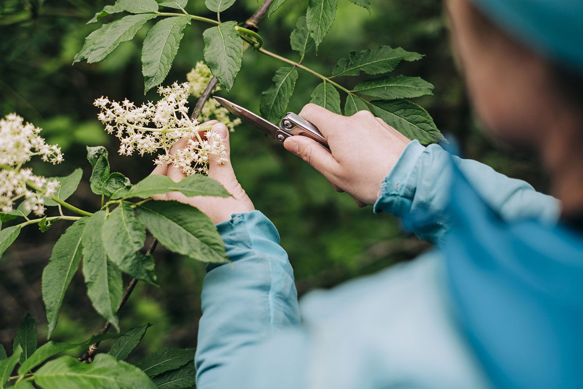 universal-edibility-test-for-foraging