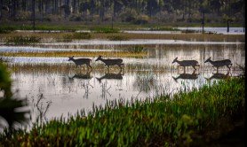 wetlands-lose-protection