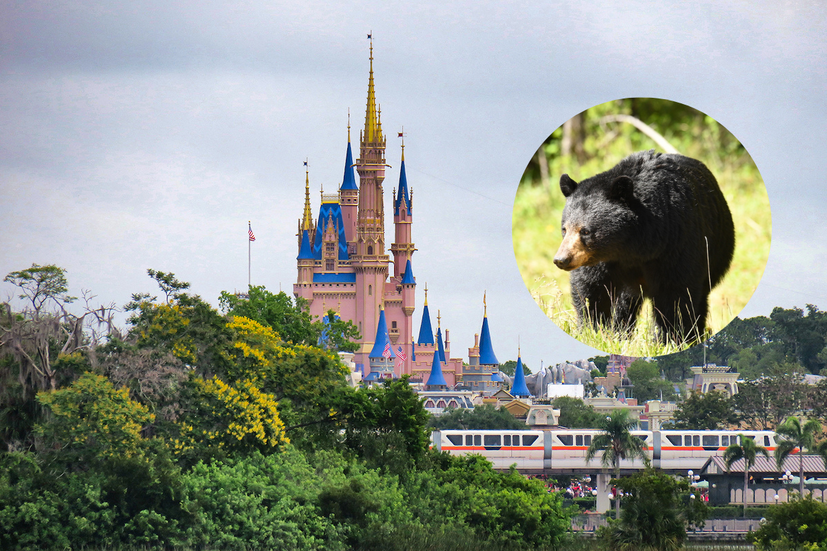 A black bear in Walt Disney World temporarily shut down parts of the park :  NPR