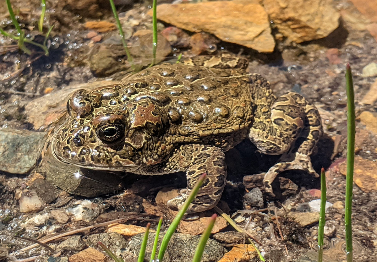 male Yosemite toad