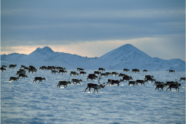 caribou in the arctic national refuge