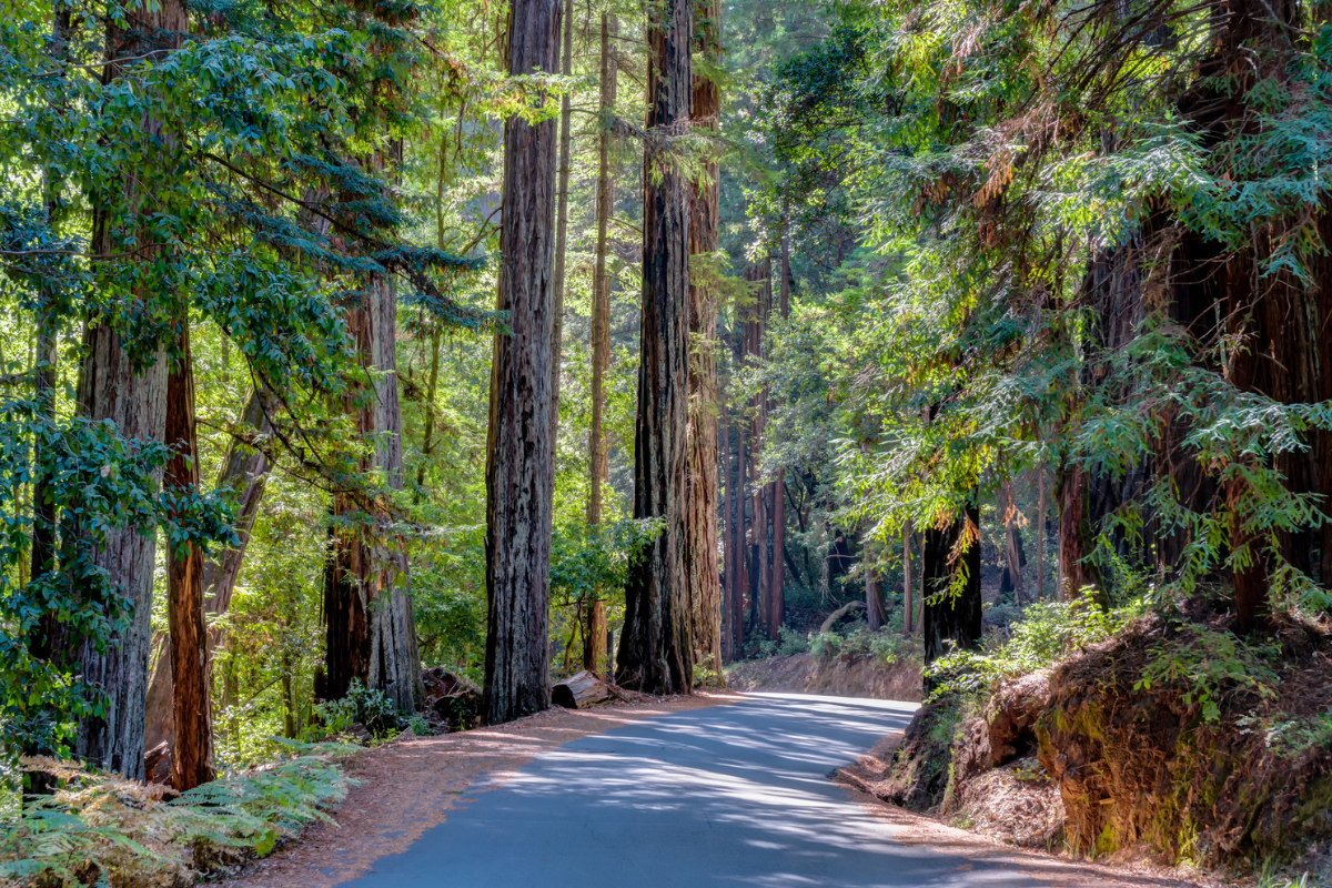 redwoods road trip