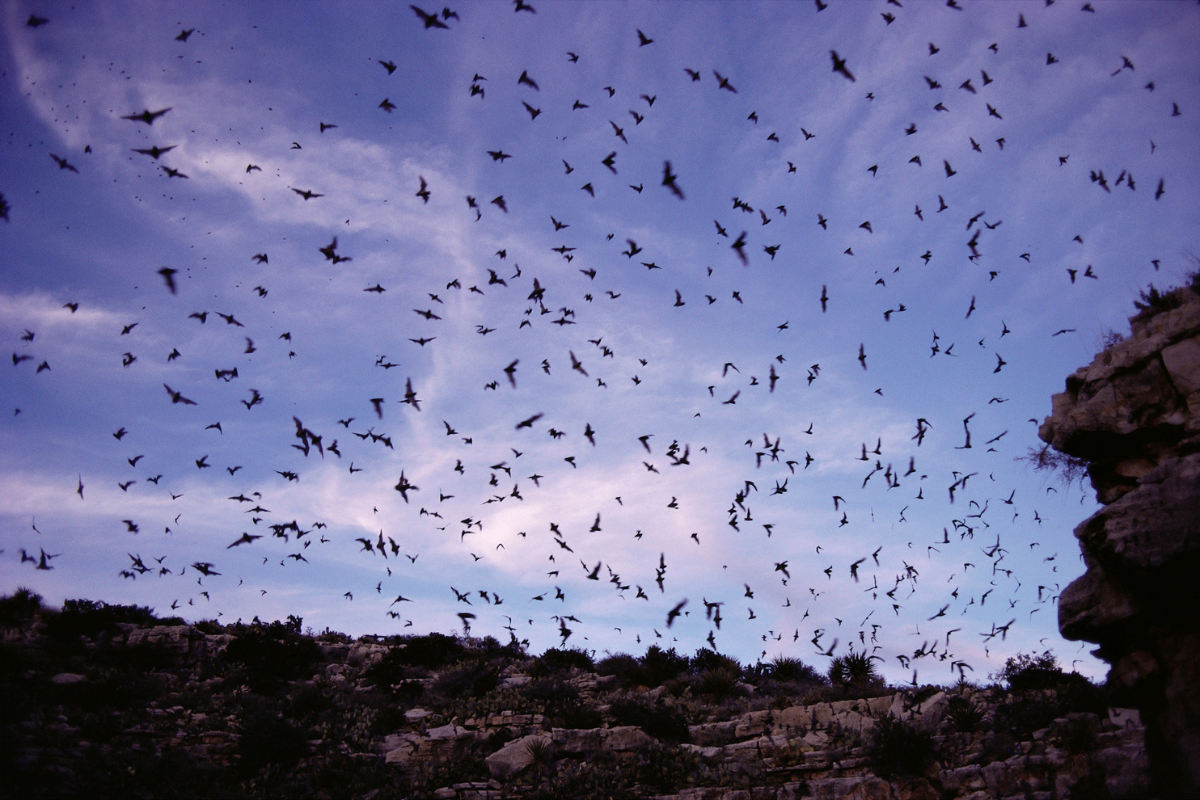 information about carlsbad cavern bats