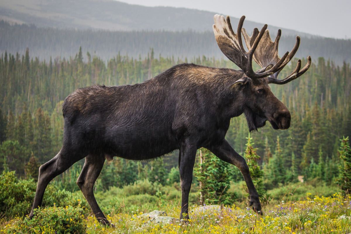 moose colorado