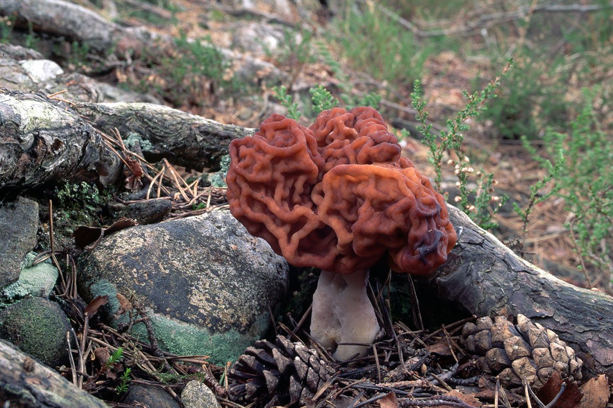 dangerous-plants-and-fungi-to-avoid-while-foraging