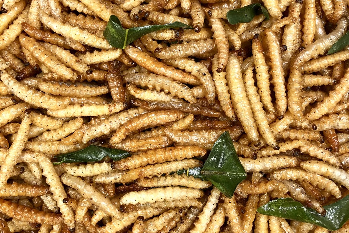 A step-by-step guide to incorporating edible insects into your diet