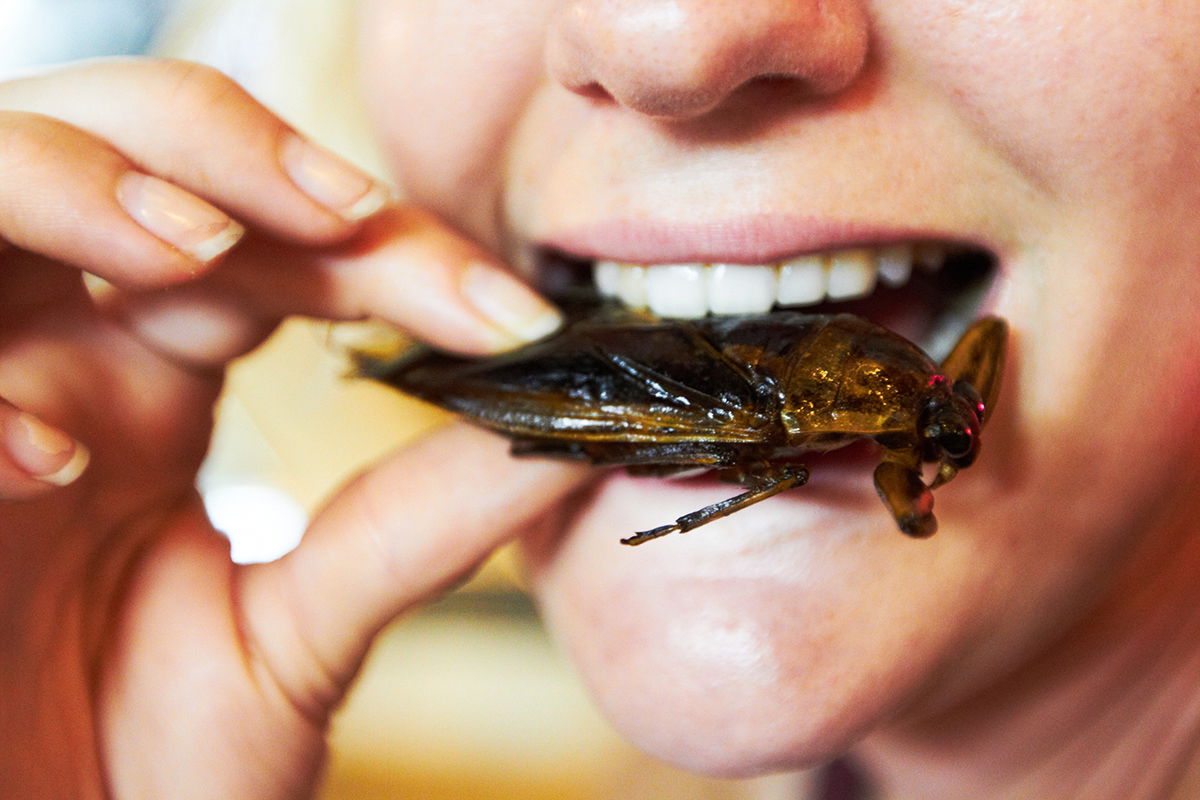 edible-insects