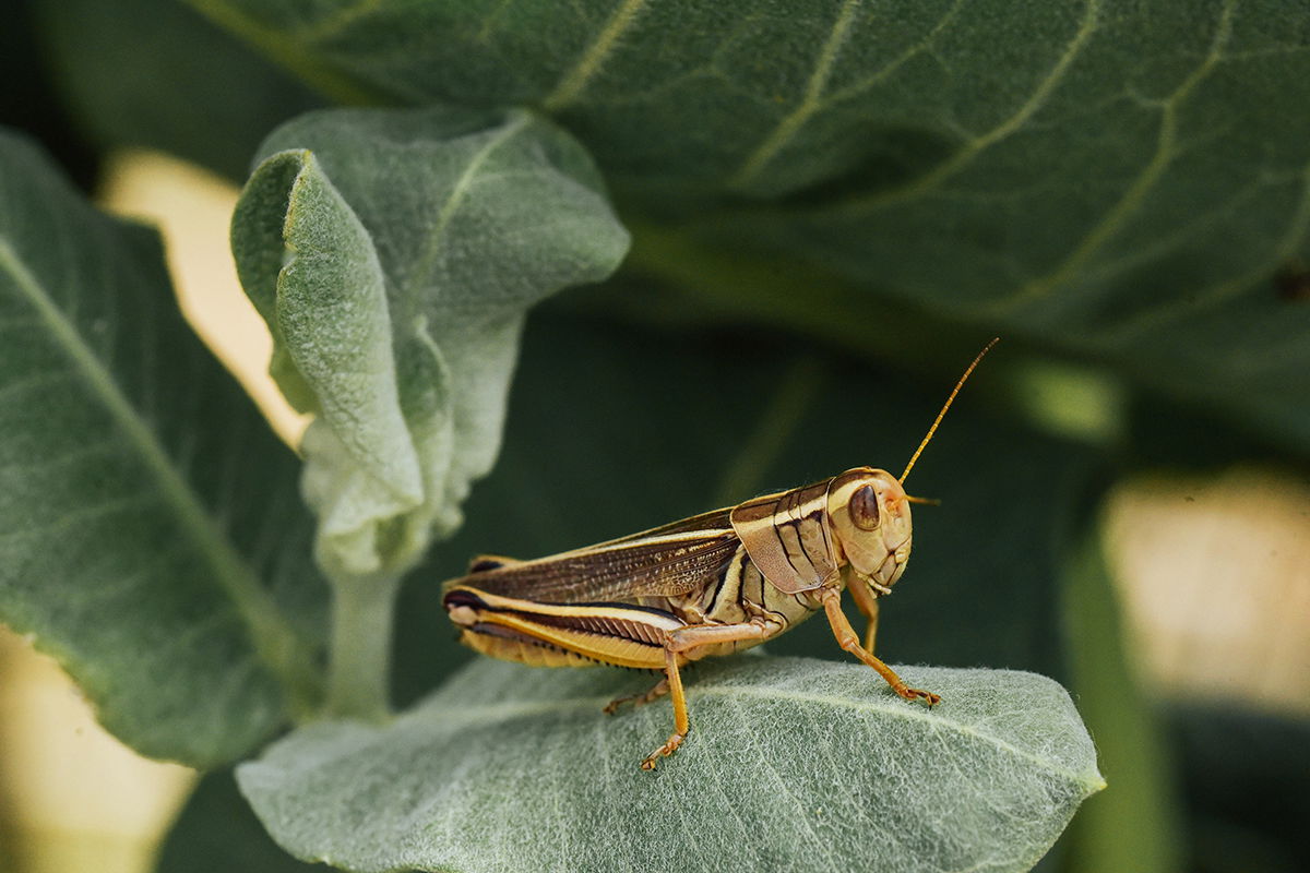 edible-insects