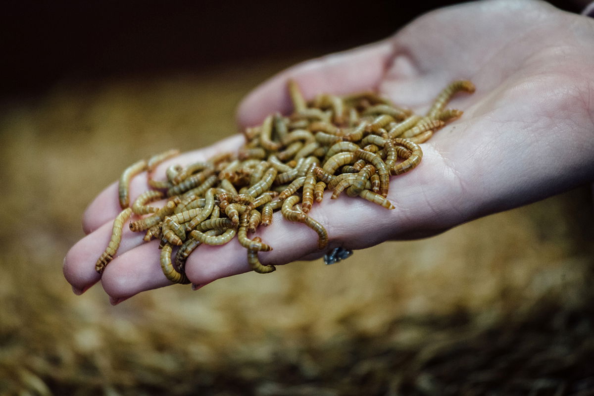 edible-insects