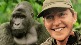 ellen saves the gorillas