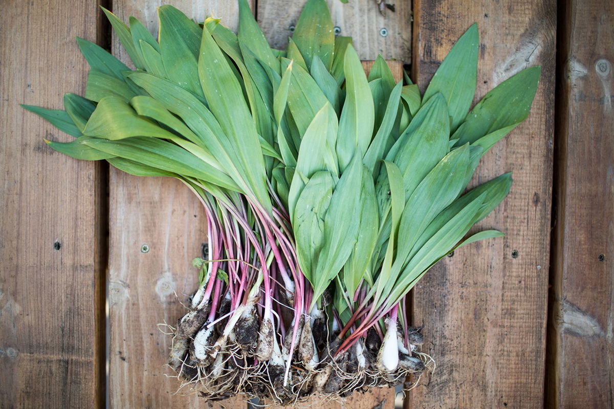 fall-foraging-adventures