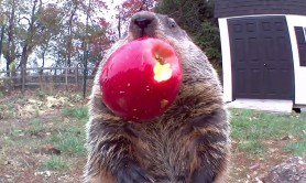 family-of-groundhogs-becomes-veggie-eating-sensation
