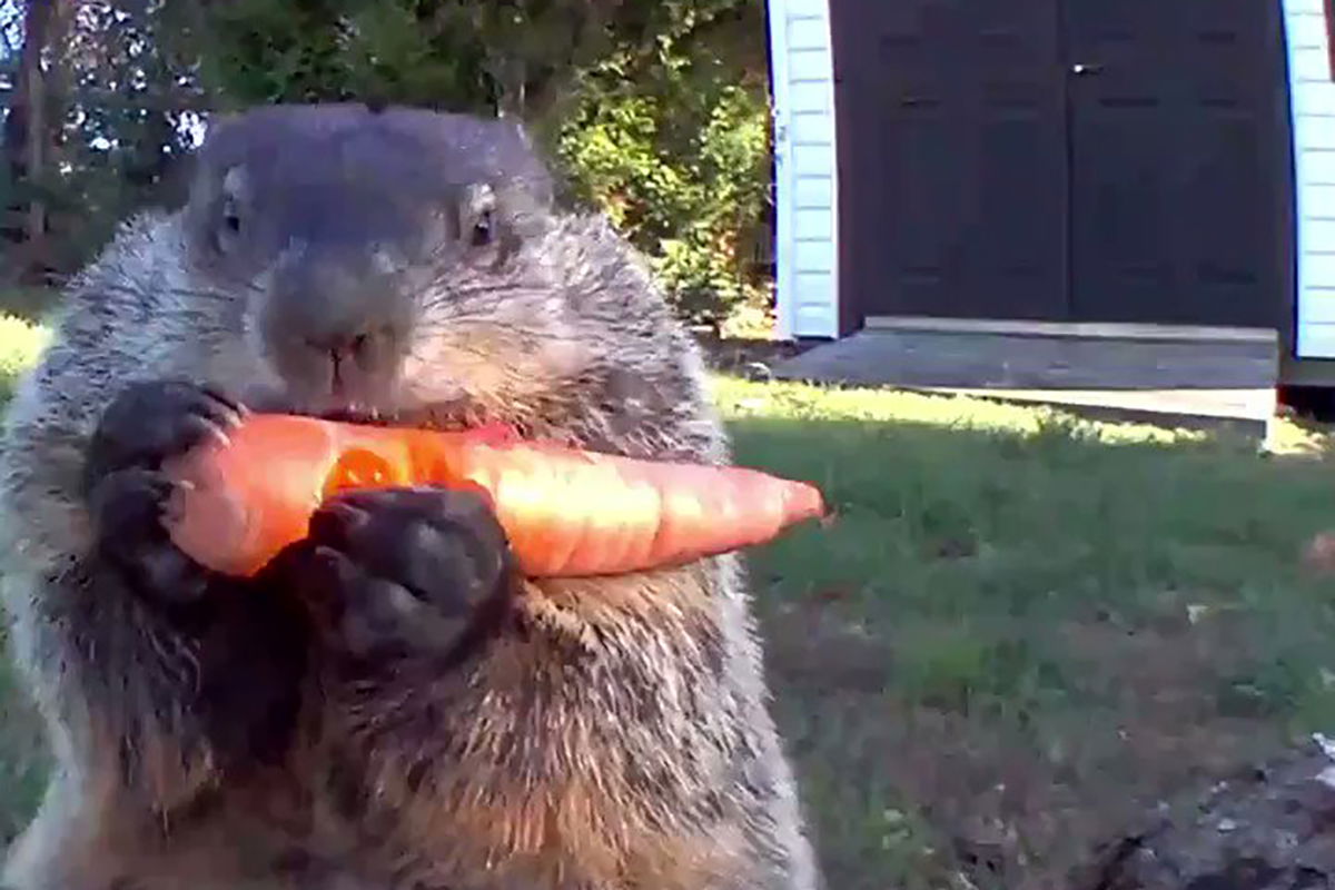 family-of-groundhogs-becomes-veggie-eating-sensation