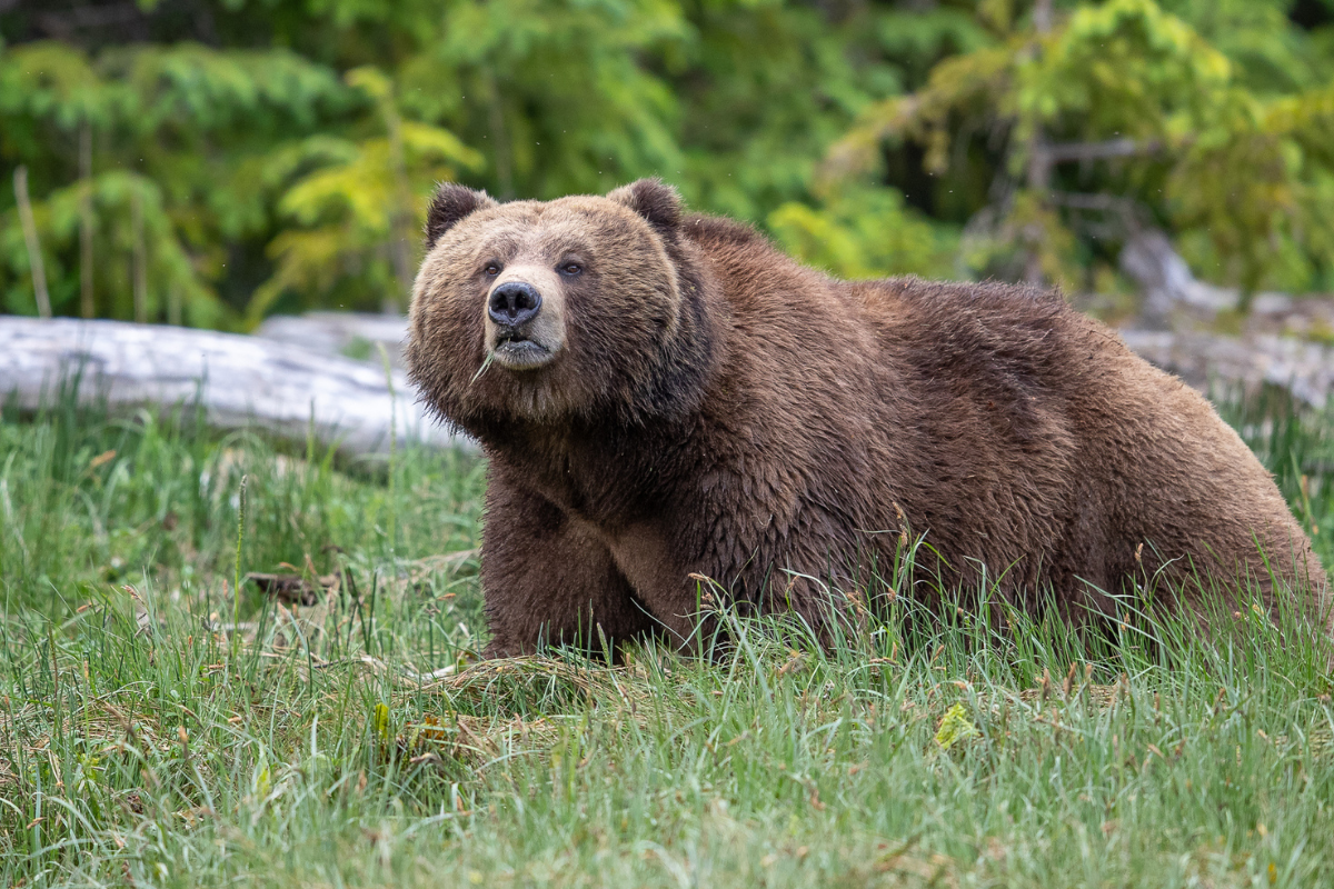 fat bear week starts