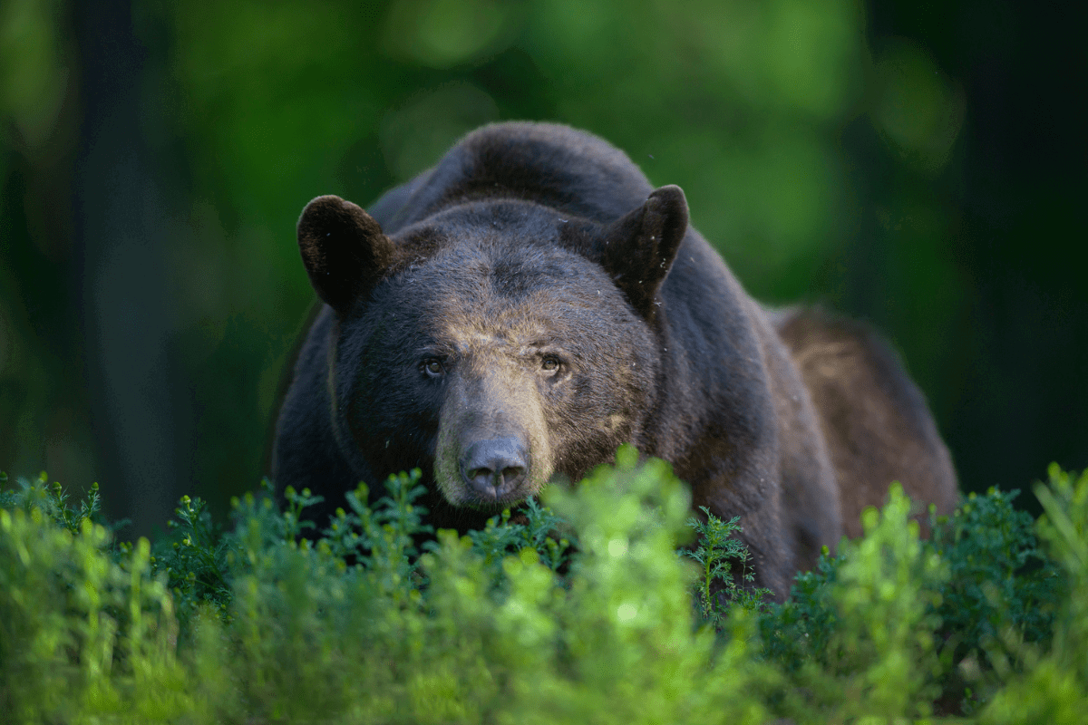 white claw drinking black bear