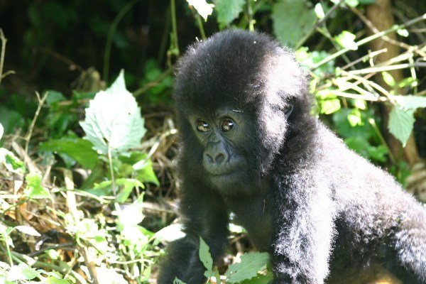 gorilla newborn