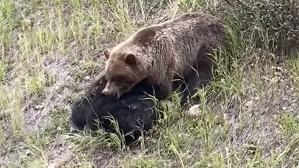 grizzly eats black bear