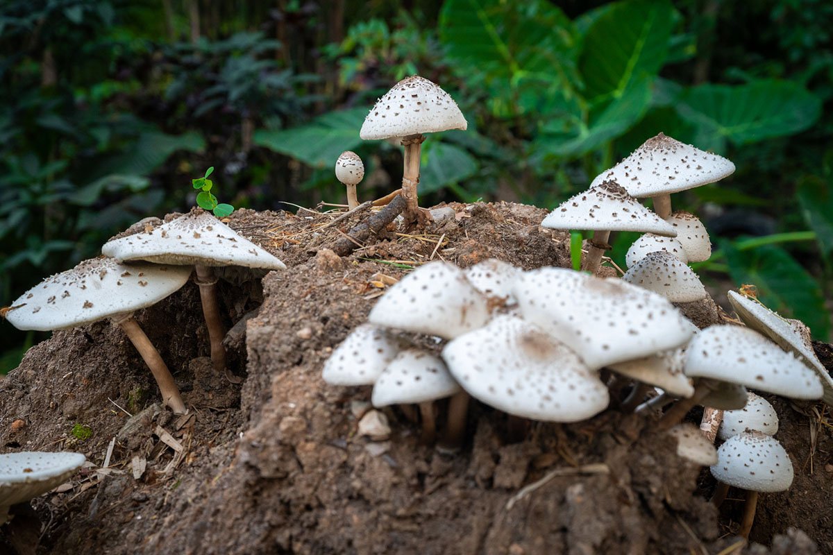 how-to-identify-toxic-mushrooms