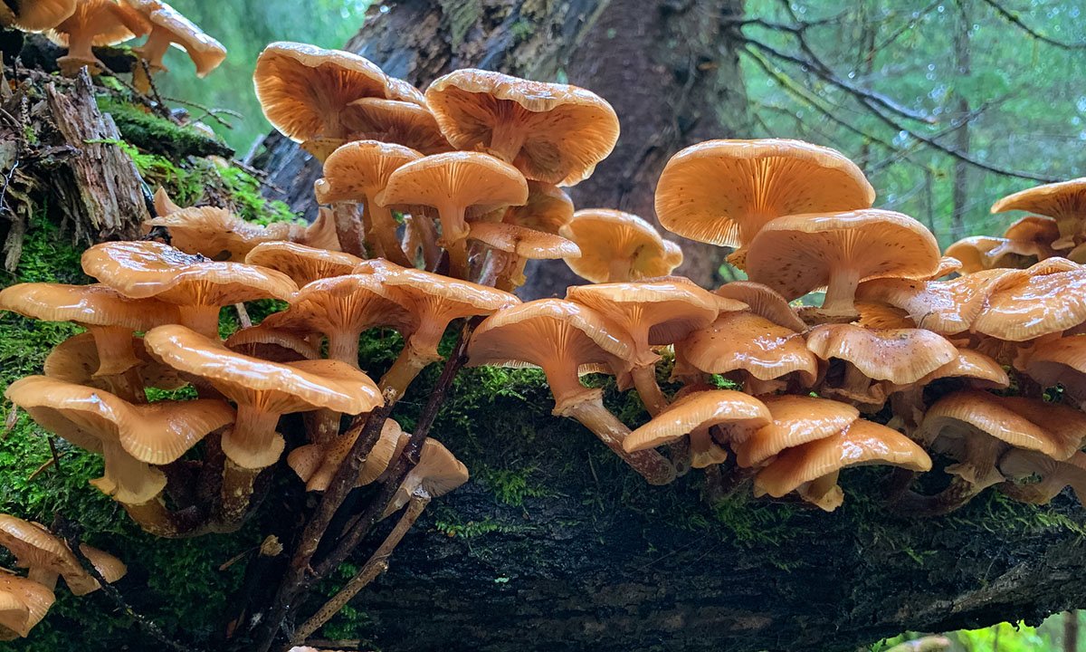 how-to-identify-toxic-mushrooms